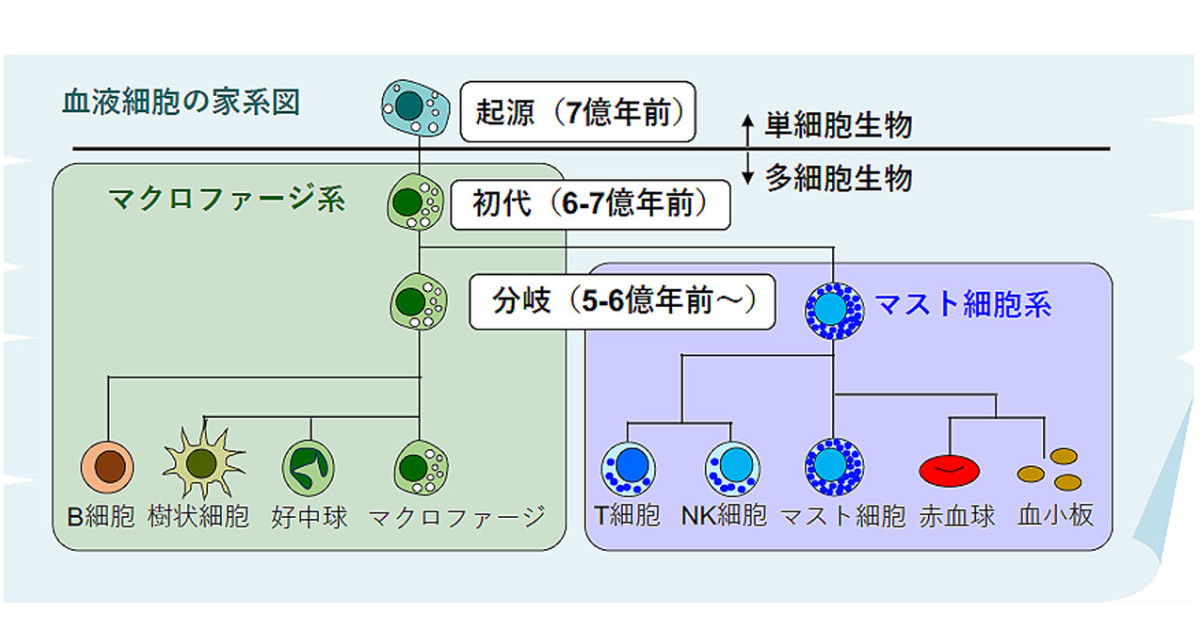7億年にわたる血液細胞の家系図―T細胞の祖先はマスト細胞だった―