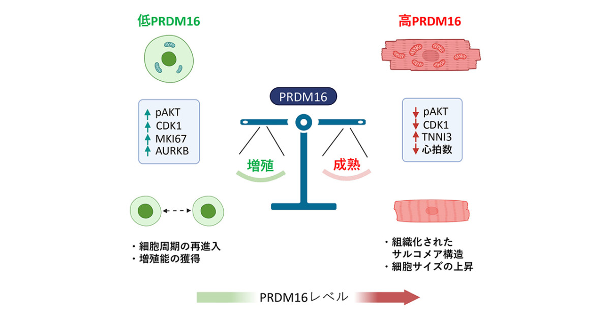 ヒトiPS細胞由来心筋細胞の増殖・成熟を制御する分子スイッチ「PRDM16」の役割解明