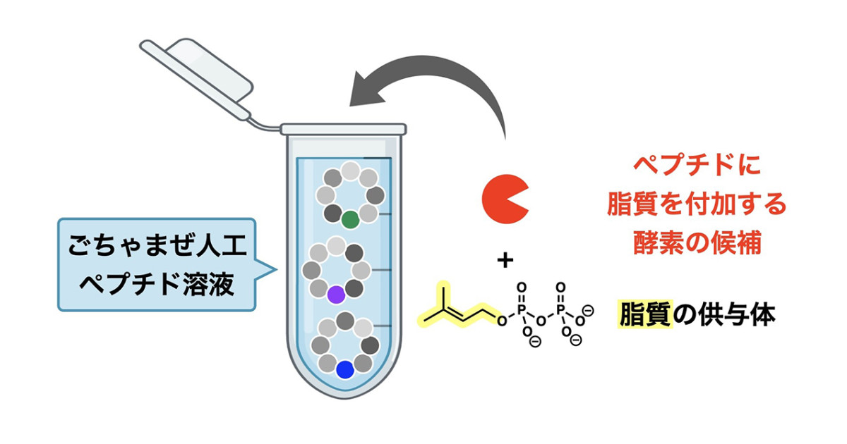 「ごちゃまぜ法」でペプチドを修飾する新規酵素を一挙に探索―ペプチドへの脂質付加を可能にする酵素レパートリーの拡張―