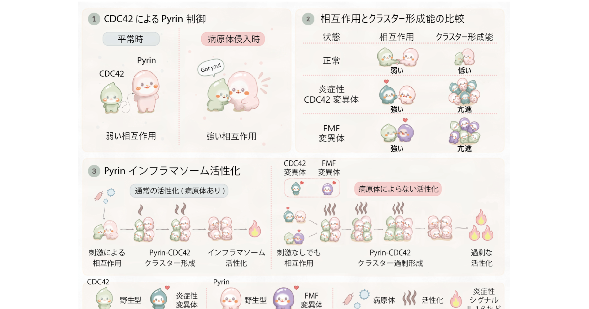 炎症の“スイッチ”を入れる新たな仕組みを発見