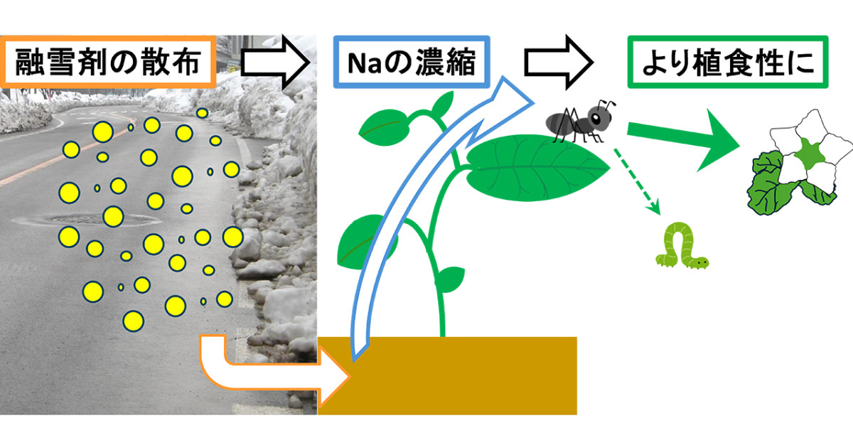 融雪剤でアリの食が変わる？身近な変化に迫る