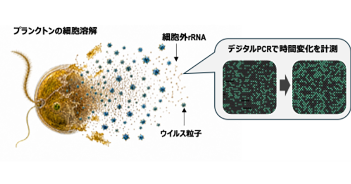 プランクトンの「死」を捉える新技術、海の謎に迫る