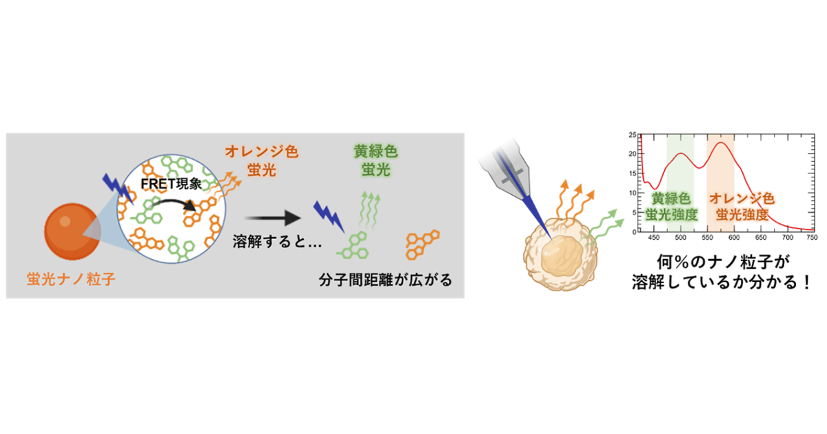 ナノ医薬品の「動き」見える化！新技術で開発加速へ