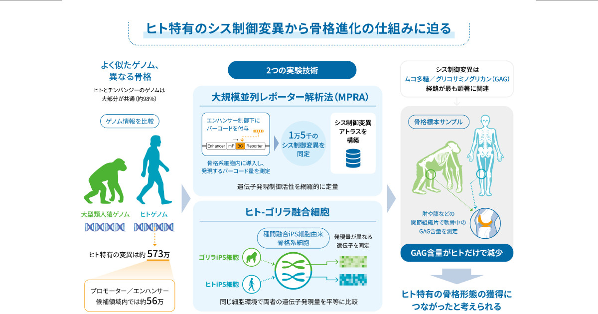 骨格進化の謎を解く!遺伝子「スイッチ」の秘密に迫る
