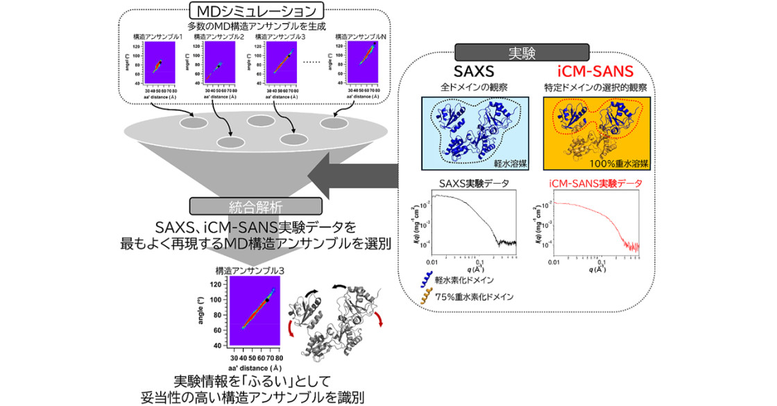 天然記念物ヒブナの起源を解明―クローン繁殖のはずなのにキンギョと交雑― | 京都大学