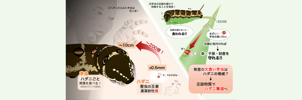 害虫の王者が芋虫の足跡を嫌うことを発見