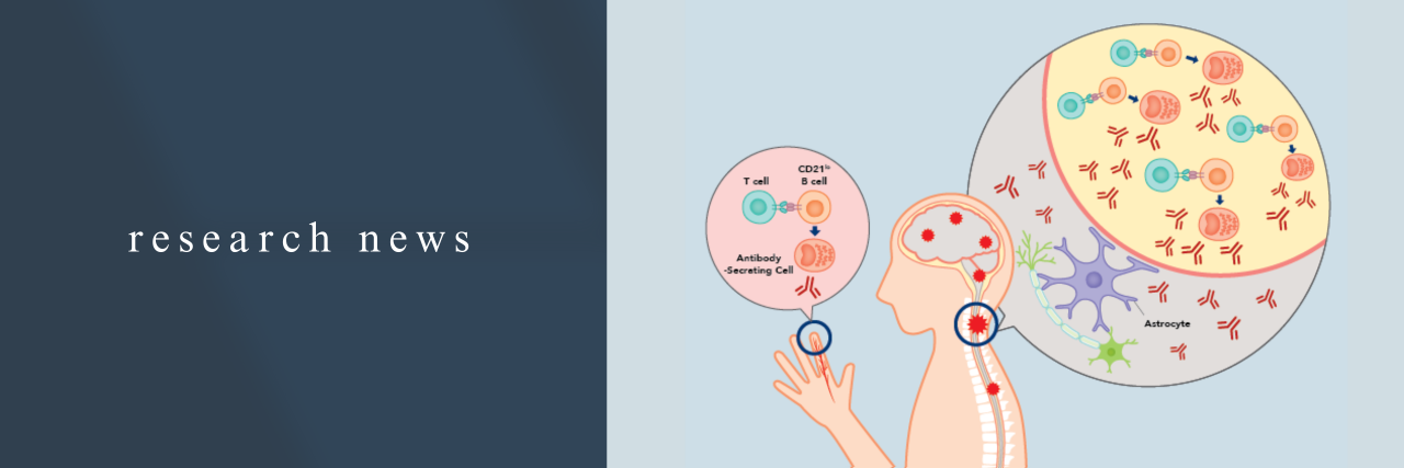 Study reveals key immune cells linked to relapse in NMO