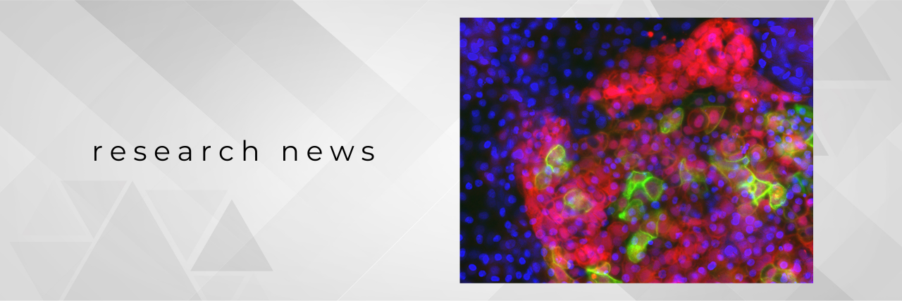 Recreating human thymus development in a dish using iPS cells
