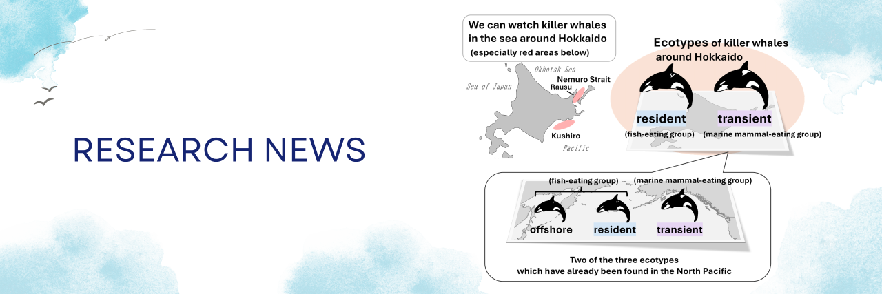 Killer whale communities near Hokkaido