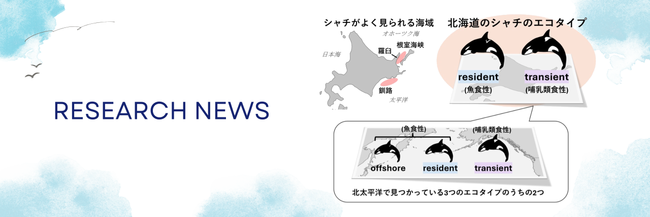 北海道の海には2タイプのシャチがいる