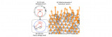 Collective motions in multicellular systems: Theories unifying physics and biology