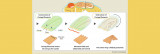 Unveiling the mechanism of 3D folding of cell sheets