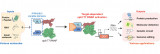 Using Single-antibodies as a New Ingenious Tool to Build Bio-circuitry