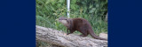 There must be some otter way