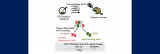 Revealing how senescent cells shape aging at the single-cell level