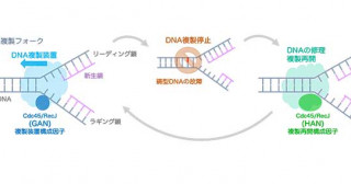 DNA修復