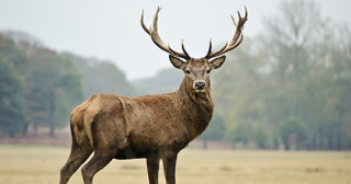 シカの角の枝の相同関係と進化史を解明 －角溝とダイヤグラムを用いた