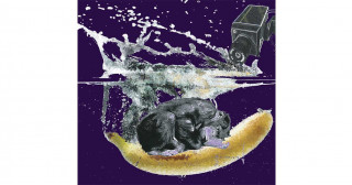 Chimps, dreams, and videotape