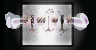 Pumping calcium for bigger bones