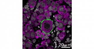 New egg recipe to boost fertility research