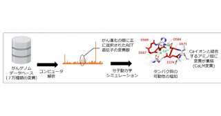 がんゲノム医療のさらなる拡大へ向けた一歩―コンピュータ解析で意義不明変異のなかに治療標的となる新たな遺伝子変異を発見―