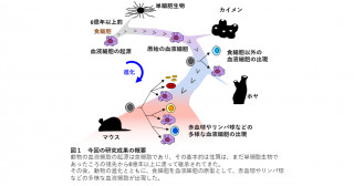 血液細胞の先祖が判明：それはアメーバ様単細胞生物だった
