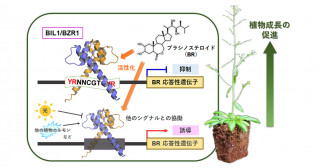 植物の成長を促す植物ホルモンの遺伝子発現調節の新しい仕組み―転写因子のDNA形状読み取りが遺伝子発現の方向を決める―