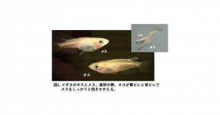 アンドロゲン受容体の重複進化による、“かたちと繁殖行動”の多様化～魚類のオスの装飾的なかたちや求愛行動を爆発的に進化させた起爆剤を解明～