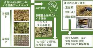 "AIの目"によるイネ収穫量の簡単・迅速推定