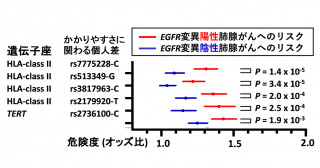 非喫煙者に多いEGFR変異肺腺がんへのかかりやすさを解明 肺腺がんの予防・早期発見にむけた手がかりとして期待