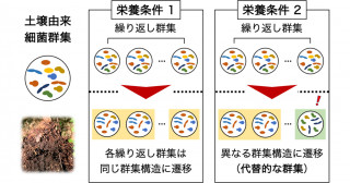 微生物叢のゆらぎと安定性 ―多種細菌群集の「代替状態」と制御可能性―