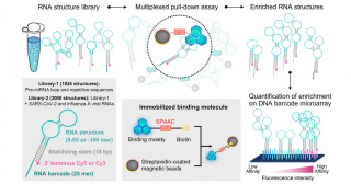 Probing small molecule-RNA interactions by looking through the FOREST