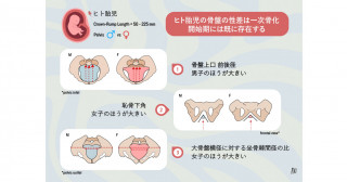 ヒト胎児の骨盤の性差は一次骨化が開始する受精後9週には既に存在する 