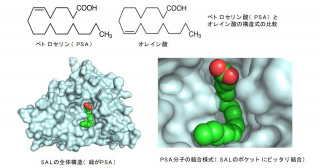 パセリ油の不飽和脂肪酸が黄色ブドウ球菌の病原因子を阻害するメカニズムを解明