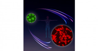 One Essential Step for a Germ Cell, One Giant Leap for the Future of Reproductive Medicine