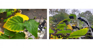 小型センサで植物を見守るスマート農業の新技術を開発 クラウド連携でいつでも、どこでも健康状態のモニタリングが可能に
