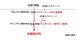 2411_eye_narumiya-