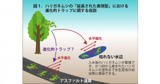 寄生虫の「延長された表現型」に対する進化的トラップの可能性―ハリガネムシ類に感染したカマキリは水平偏光に引き寄せられて道路を歩く―