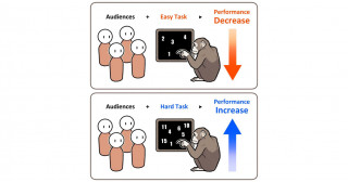 チンパンジーは観衆を気にする？―観衆の有無で数字課題のパフォーマンスが変わる―