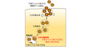 新型コロナウイルスの細胞内増殖機構を解明―COVID-19の創薬開発に期待―