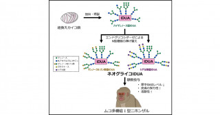 天然キラル溶媒を不斉源とする触媒的不斉合成を開発 －高分子