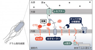見逃されてきた「非典型」転写因子がコケ植物の有性生殖器官の