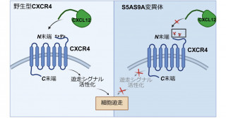 狂牛病を引き起こすプリオン蛋白質の異常化を抑制するRNA分子の