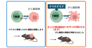ガンは伝染する! : 恐るべき寄生虫症の真相 寄生虫の「延長された表現型」に対する進化的トラップの可能性