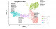 Single-cell RNA sequencing of hiPSC-derived muscle progenitor cells identifies key factors of proliferation