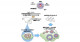 マウス卵子形成不全の遺伝子治療の成功―女性不妊治療への応用に期待―