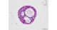 COVID-19 Research Using Bronchial Organoids and Drug Discovery Applications