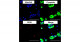 New Method for Cell Sorting Utilizing microRNA Switch and Magnetic Microbeads