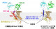 細胞膜の中ではたらく特殊なタンパク質分解酵素の構造を解明～細菌感染症の新たな治療法の開発へ期待～