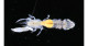 日本海若狭湾から新種スナモグリ類の発見―実験所すぐそばの海底から太平洋初記録の属―